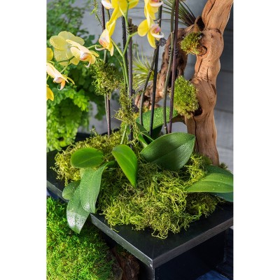 Green Preserved Forest Moss Decorative Filler