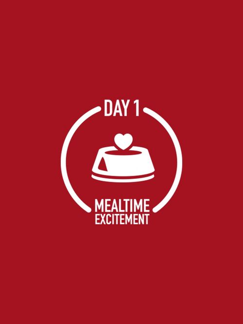 DAY 1
MEALTIME EXCITEMENT