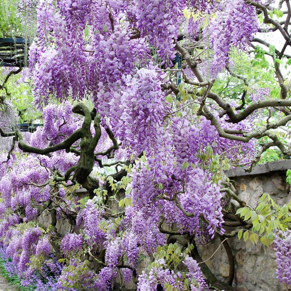Van Zyverden Wisteria Root Stock Purple