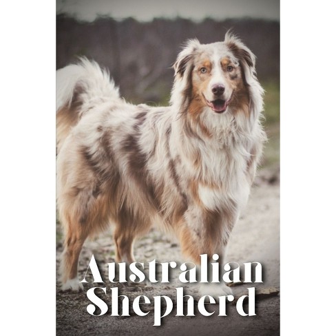 The Ultimate Guide to Caring for an Australian Shepherd