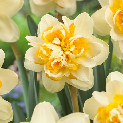 Daffodils Peach Cobbler Set of 12 Bulbs - Yellow/Orange - Van Zyverden