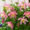 Van Zyverden 8ct Columbine Root Pink/White Barlow - 2 of 4