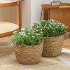 Seagrass Planter Basket Indoor, Flower Pots Cover, Plant Containers, Natural, 3-Pack - 3 of 4