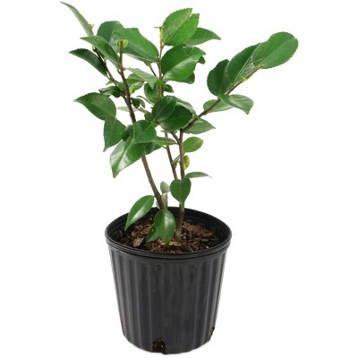 2.5qt Camellia Japonica Plant with White Blooms - National Plant Network