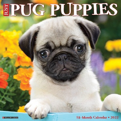 2022 Wall Calendar Just Pug Puppies - Willow Creek Press