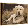 Amanti Art Labrador Retriever puppy by Rick A Brown Danita Delimont Canvas Wall Art Print Framed 23 x 16-in. - 3 of 4