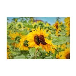 Trademark Fine Art - Carrie Ann GrippoPike Sweet Sunflower Kiss Canvas Art - 1 of 4