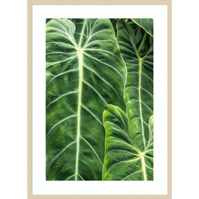 30"x41" Close up of elephant ear plant by Mallorie Ostrowitz Danita Delimont - Amanti Art: Fir Wood Frame, Botanical Lithograph