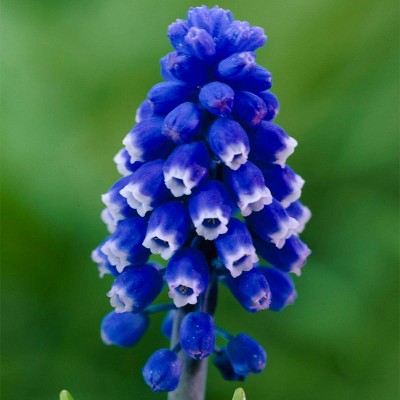 25ct Muscari 2020 Color Of The year Classic Blue Bulbs - Van Zyverden