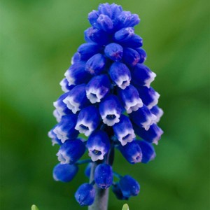 25ct Muscari Dark Eyes Blue Bulbs - Van Zyverden - 1 of 4