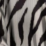 chai latte zebra
