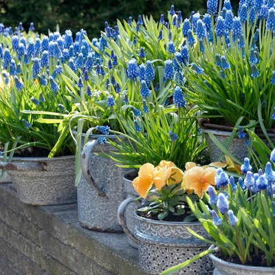 Grape Hyacinths - Set of 25 Bulbs - Van Zyverden