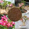 Soil Sunrise Desert Rose Potting Soil Mix, Repot, Sprout and Grow Potted Plants - 3 of 4