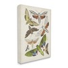 Stupell Industries Mixed Insects Moth Latin Studies Canvas Wall Art - 3 of 4