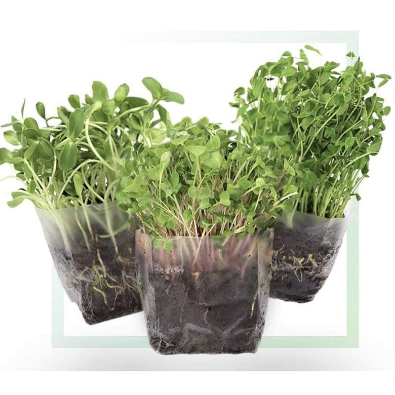 Window Garden Indoor Broccoli Microgreens Seed Starter Vegan Growing Kit, 1 of 4