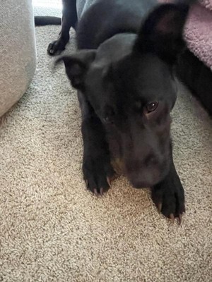 Guest review image 2 of 4, zoom in