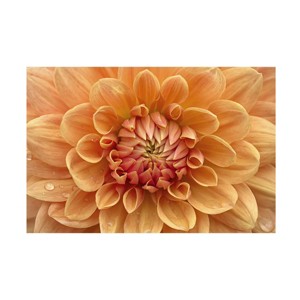 Trademark Fine Art - Cora Niele 'Orange Dahlia' Canvas Art - 1 of 4