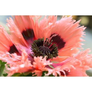 Van Zyverden Set of 5 Poppies Ruffles Roots Pink - 1 of 3