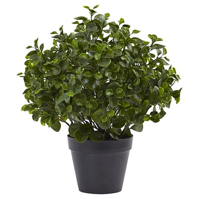 23" Peperomia Plant UV Resistant (Indoor/Outdoor) - Nearly Natural