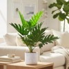 Orieon 2 Pack 17.7" Artificial Philodendron Plant in Pot – Faux Tropical Leaves, Lifelike Indoor Decor with Cement Moss Base - 4 of 4