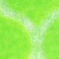 lime green marrakech trellis