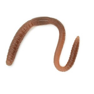 Collectible Wildlife Gifts | Worm, Earthworm, Rubbery, Toy,  Gift, Realistic Figure, Educational Model,  Gift,     5 1/2 inches long       F3396 B38 - 1 of 4