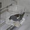 Transparent acrylic hook bird bathtub, thickened hanging bathtub bird supplies parrot large parrot shower cage accessories - 2 of 4