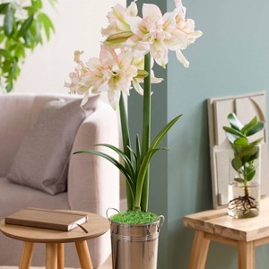 Van Zyverden Fast Track Amaryllis Bulb Kit Impatient with XL Artisan Decorative Planter - 1 of 3