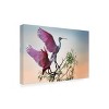 Canvas Wall Art - Phillip Chang 'Two Roseate Spoonbills' Wall Art for Living Room, Bedroom, or Office Décor by Trademark Fine Art - 19 x 12 Inches - 2 of 4