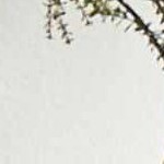 beige, medium brown, dark brown