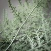 Sullivans Artificial 40" Long Plumosa Fern Spray, Green - 2 of 2