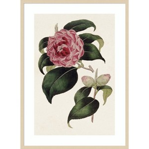 Amanti Art Pink Floral Mix III by Bette Ridgeway Wood Framed Wall Art Print - 1 of 4