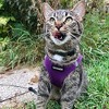 Voyager Step-In Air Dog Harness for Small and Medium Dogs - 4 of 4