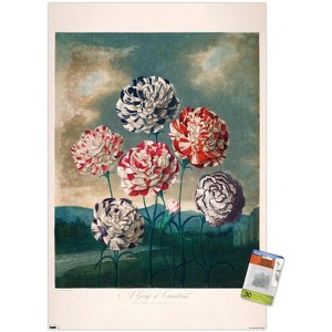 Trends International A Group Of Carnations Unframed Wall Poster Prints - 1 of 4