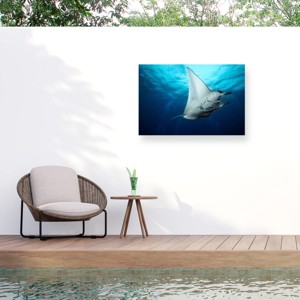Trademark Fine Art - Roberto Marchegiani  Manta Fly Matted Framed Art - 1 of 4