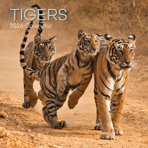 2026 Square Wall Calendar, Tigers, 16-Month Animals Theme with 180 Reminder Stickers (12x12 In) - 1 of 4