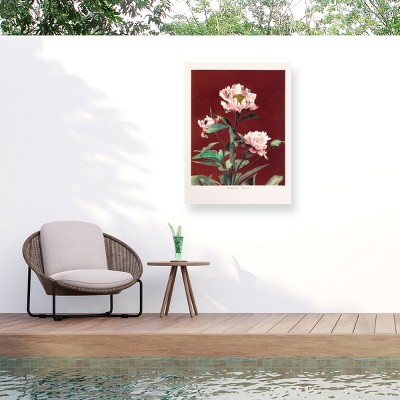 Trademark Fine Art - Pictufy  HAbrdaceous Peony no2 Matted Framed Art