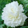 Van Zyverden Set of 3 Roots Peonies Mother's Choice - 2 of 4