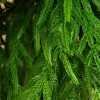 Nearly Natural 8' Artificial Real Touch Norfolk Island Pine Christmas Tree with Natural Look - 2 of 4