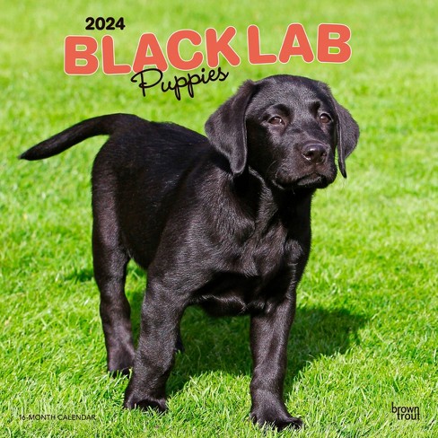 black labrador retriever puppy