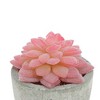 Unique Bargains Artificial Plants Flocked Mini Echeveria in Pulp Plastic Red 2.36"x2.36"x3.35" 1 Pcs - 4 of 4