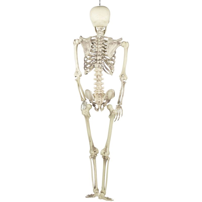 Northlight 5' Life Size Skeleton Indoor/Outdoor Halloween Decoration - White/Gray, 5 of 7