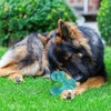 Wonder Meadow - Durable Chew Toy For Aggressive Dogs - 3 of 4