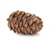 Pine Cone Decor (Set of 12) - 2 of 3