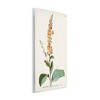 Stupell Industries Scientific Botanical Plant Wall Plaque Art - 2 of 4