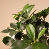 Live 4" Ficus Ginseng Potted Houseplant - 4 of 4