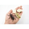 Collectible Wildlife Gifts | Ant, Life Cycle of a Red Ant, 4 Stages, Museum Quality, Hand Painted, Rubber Insect, Model, Gift,   3"  CH479 BB150 - 3 of 4