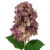 Vickerman 34" Artificial Cone Hydrangea Spray, 2 per bag - 2 of 4