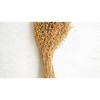 Bundle of Natural Lino Stems – 22" Tall Dried Botanical Filler by Kalalou - 3 of 3