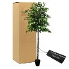 Cypress & Alabaster | Handmade Modern Style 6.5' Artificial Ficus Tree In Home Basics Plastic Pot Made With Real Wood And Moss Accents - 2 of 4